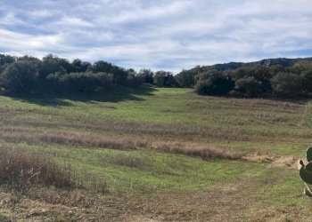 Foto 5 - Agricultural land Vecchia strada comunale Tortoli' Barisardo, Tortolì - photo 5