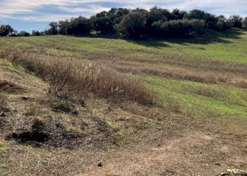 Foto 6 - Agricultural land Vecchia strada comunale Tortoli' Barisardo, Tortolì - photo 6