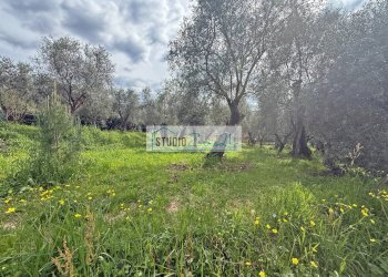 Foto 4 - Terreno edificabile via di toma, Massarosa - foto 4