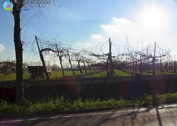 Foto 5 - Terreno edificabile Povegliano - foto 5