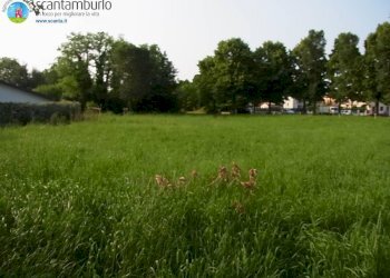 Foto 7 - Agricultural land Treviso - photo 7