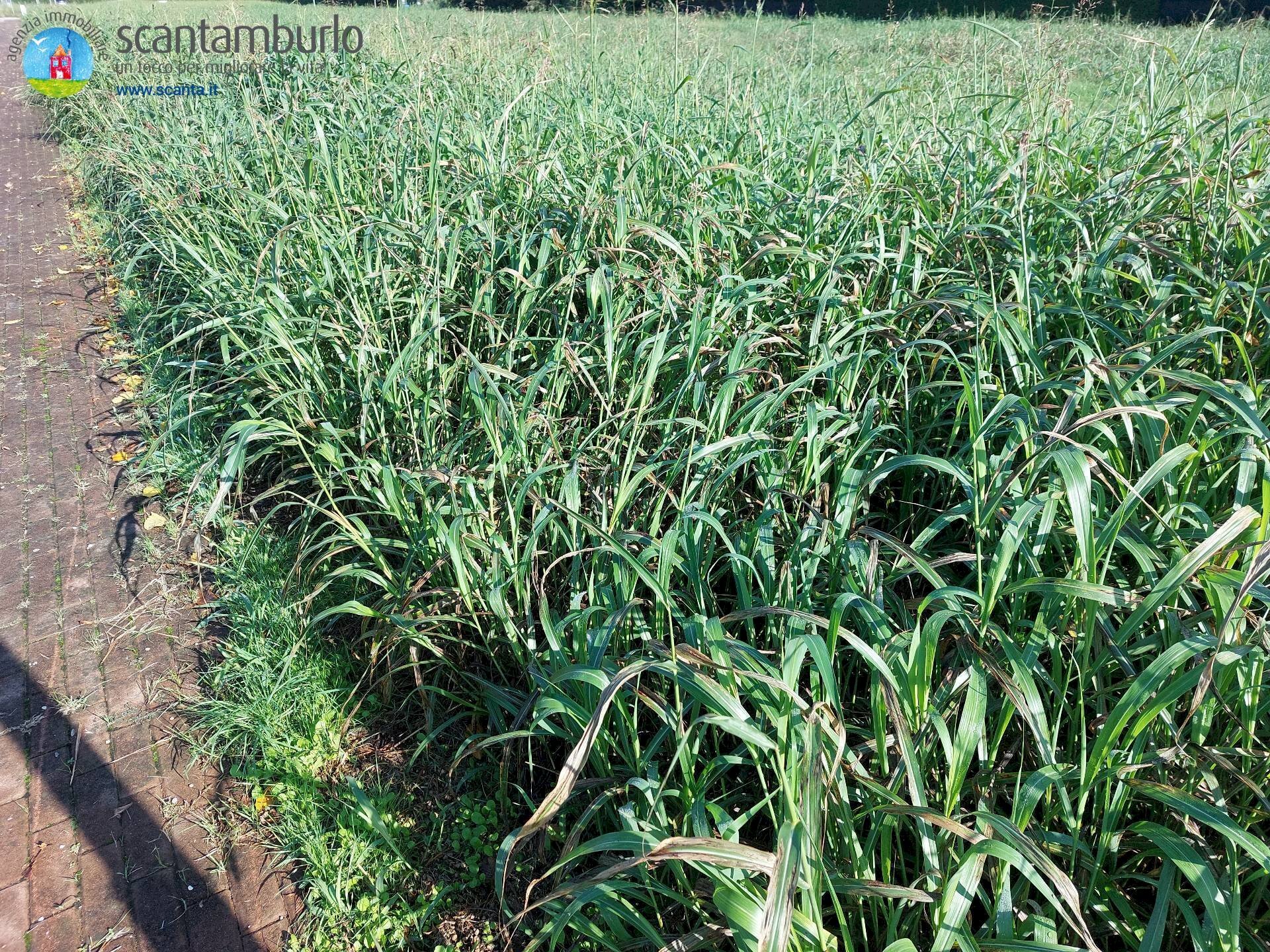 Foto 2 - Terreno edificabile Ponzano Veneto - foto 2