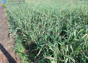 Foto 2 - Terreno edificabile Ponzano Veneto - foto 2