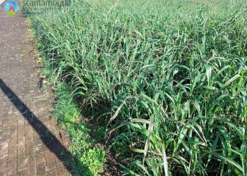 Foto 4 - Terreno edificabile Ponzano Veneto - foto 4