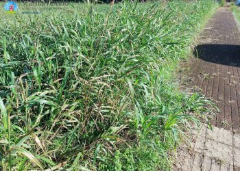 Foto 5 - Terreno edificabile Ponzano Veneto - foto 5