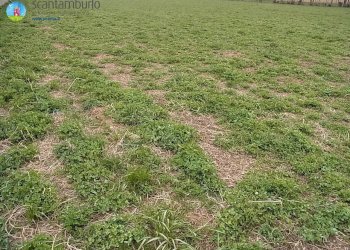 Foto 2 - Terreno edificabile Paese - foto 2