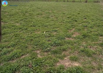 Foto 3 - Terreno edificabile Paese - foto 3