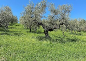 Foto 55 - Agriturismo Contrada Fiorano, Loreto Aprutino - foto 55