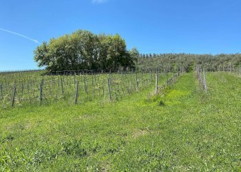 Foto 56 - Agriturismo Contrada Fiorano, Loreto Aprutino - foto 56