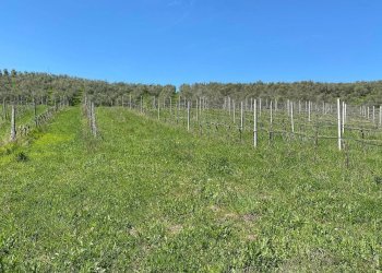 Foto 57 - Agriturismo Contrada Fiorano, Loreto Aprutino - foto 57