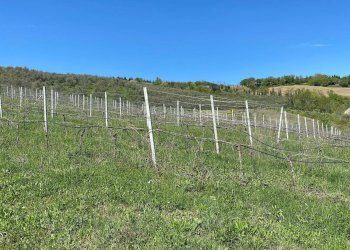 Foto 58 - Agriturismo Contrada Fiorano, Loreto Aprutino - foto 58