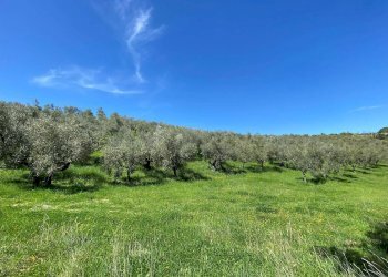 Foto 59 - Agriturismo Contrada Fiorano, Loreto Aprutino - foto 59