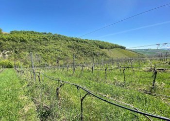 Foto 61 - Agriturismo Contrada Fiorano, Loreto Aprutino - foto 61