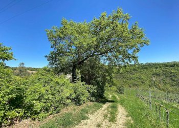 Foto 62 - Agriturismo Contrada Fiorano, Loreto Aprutino - foto 62