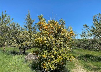 Foto 66 - Agriturismo Contrada Fiorano, Loreto Aprutino - foto 66