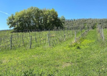 Foto 70 - Agriturismo Contrada Fiorano, Loreto Aprutino - foto 70