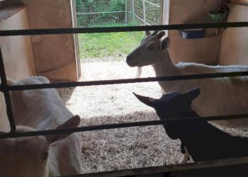 Foto 4 - Azienda agricola Via Pian dl Tivano
19, Sormano - foto 4