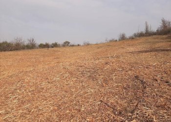 Terreno - Agricultural land via Casaglia, Bologna (neighborhood Colli) - photo 8