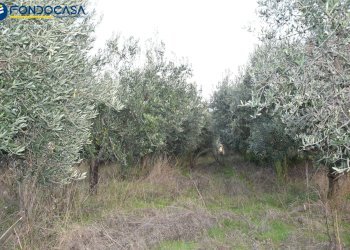 Foto 13 - Rustico CONTRADA COLLE MONTERENZO
 
4/A, San Benedetto del Tronto - foto 13