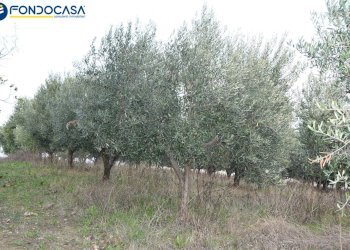 Foto 14 - Rustico CONTRADA COLLE MONTERENZO
 
4/A, San Benedetto del Tronto - foto 14