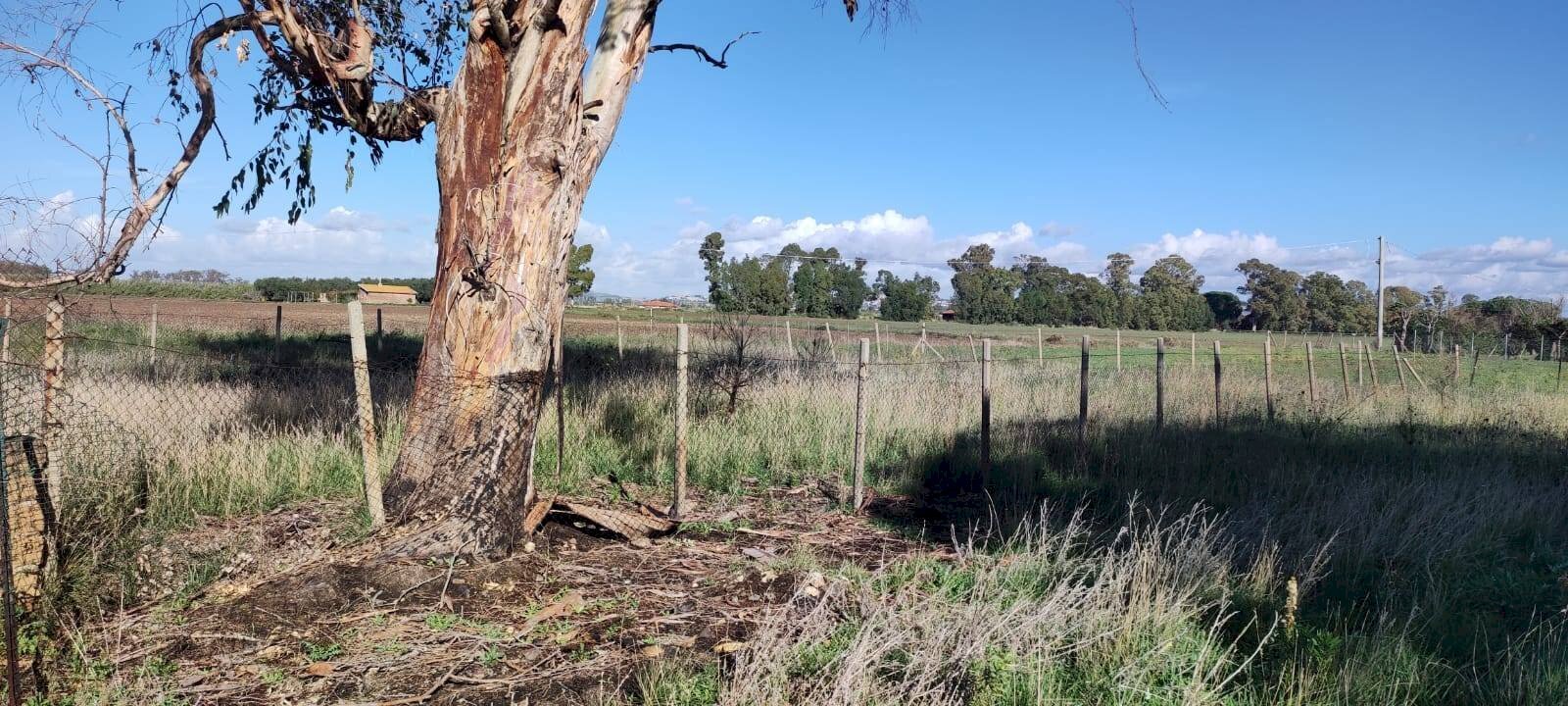 Foto 2 - Terreno agricolo Località San Giorgio, Tarquinia - foto 2