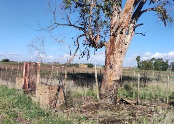 Foto 1 - Terreno agricolo Località San Giorgio, Tarquinia - foto 1