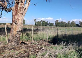 Foto 2 - Terreno agricolo Località San Giorgio, Tarquinia - foto 2