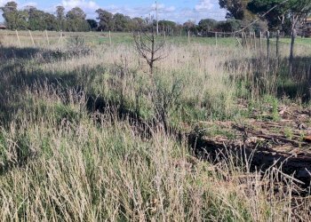 Foto 5 - Terreno agricolo Località San Giorgio, Tarquinia - foto 5