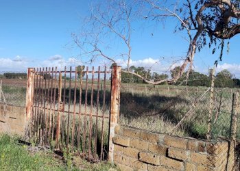 Foto 6 - Terreno agricolo Località San Giorgio, Tarquinia - foto 6