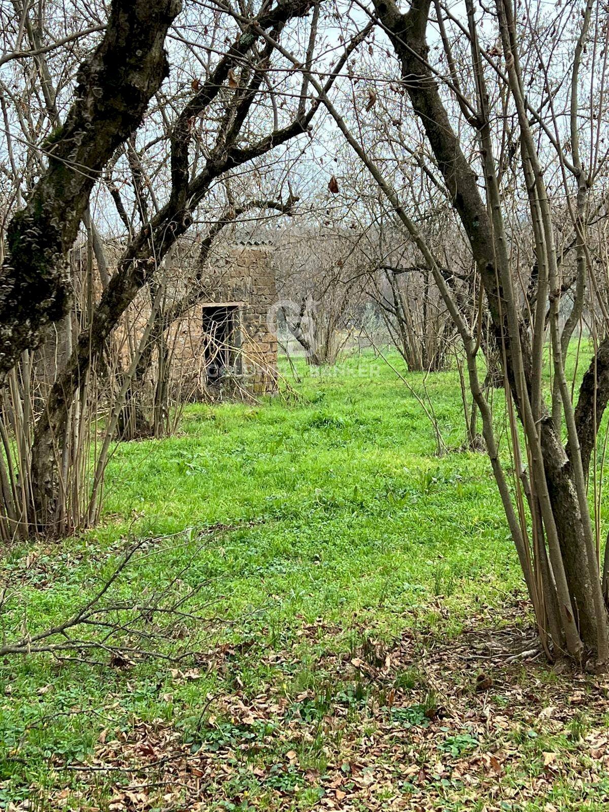 Foto 1 - Terreno agricolo Via Giovanni XXXIII, Sutri - foto 1