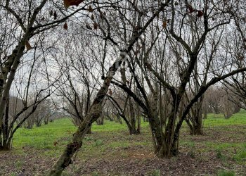 Foto 2 - Terreno agricolo Via Giovanni XXXIII, Sutri - foto 2