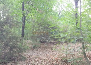 Foto 5 - Terreno agricolo Via Firenze
 
1, Altopascio - foto 5