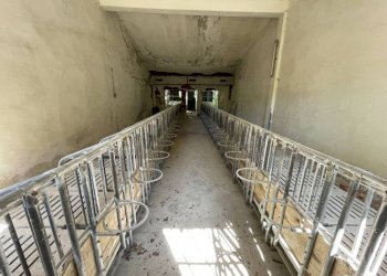 Stalla - Capannone strada Regione Fornaci, 19, Peveragno - foto 29