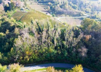 Terreno - Terreno agricolo Località Bussia, Monforte d'Alba - foto 6