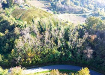 Terreno - Terreno agricolo Località Bussia, Monforte d'Alba - foto 8