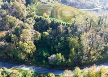 Terreno - Terreno agricolo Località Bussia, Monforte d'Alba - foto 10