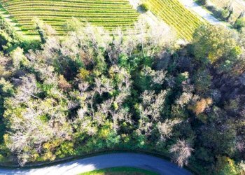 Terreno - Terreno agricolo Località Bussia, Monforte d'Alba - foto 11