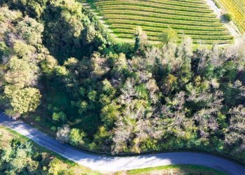 Terreno - Terreno agricolo Località Bussia, Monforte d'Alba - foto 12