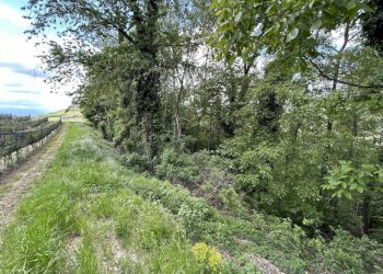 Terreno - Terreno agricolo Località Bussia, Monforte d'Alba - foto 19
