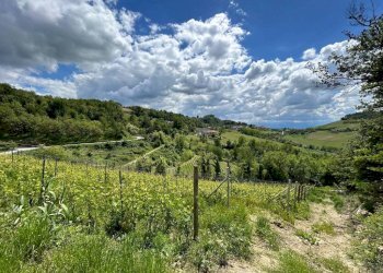 Terreno - Terreno agricolo Località Bussia, Monforte d'Alba - foto 20
