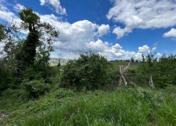 Terreno - Terreno agricolo Località Bussia, Monforte d'Alba - foto 22