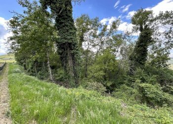 Terreno - Terreno agricolo Località Bussia, Monforte d'Alba - foto 23