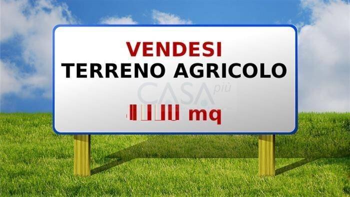 Foto 1 - Terreno agricolo Strada Provinciale, Monsampolo del Tronto - foto 1