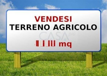 Foto 1 - Terreno agricolo Strada Provinciale, Monsampolo del Tronto - foto 1