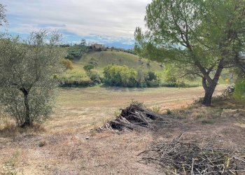 Foto 5 - Terreno agricolo Strada Provinciale, Monsampolo del Tronto - foto 5