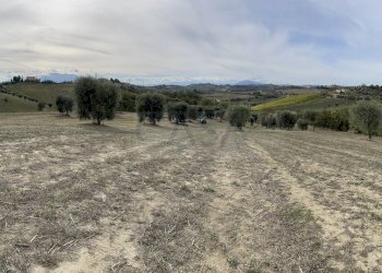 Foto 7 - Terreno agricolo Strada Provinciale, Monsampolo del Tronto - foto 7