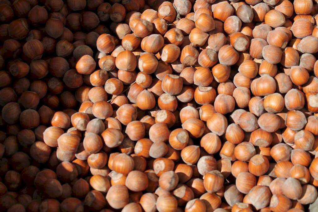 Terreno - Agricultural land SP57, Roddino - photo 3