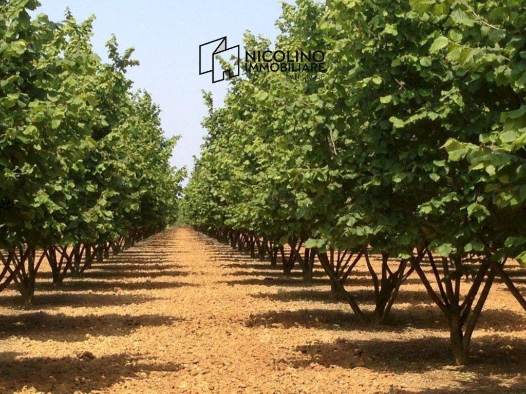 Terreno - Agricultural land SP57, Roddino - photo 1