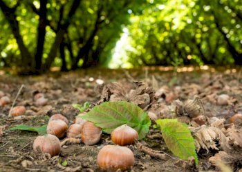 Terreno - Terreno agricolo SP57, Roddino - foto 2
