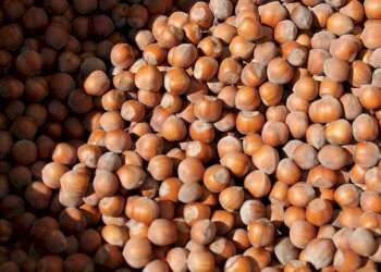 Terreno - Terreno agricolo SP57, Roddino - foto 3